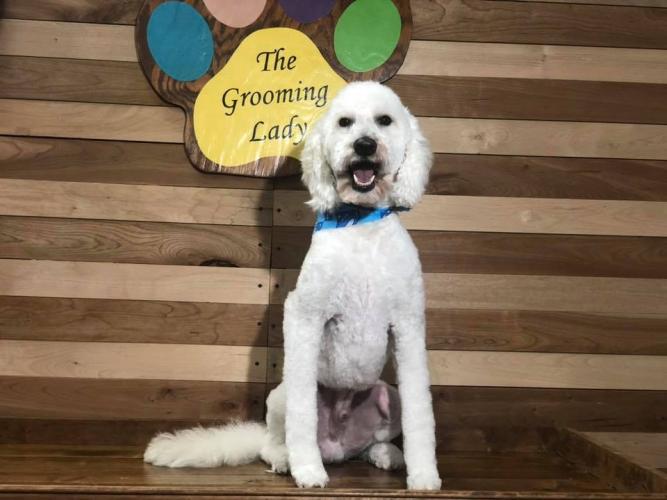 Pet Grooming in Lincolnton, NC